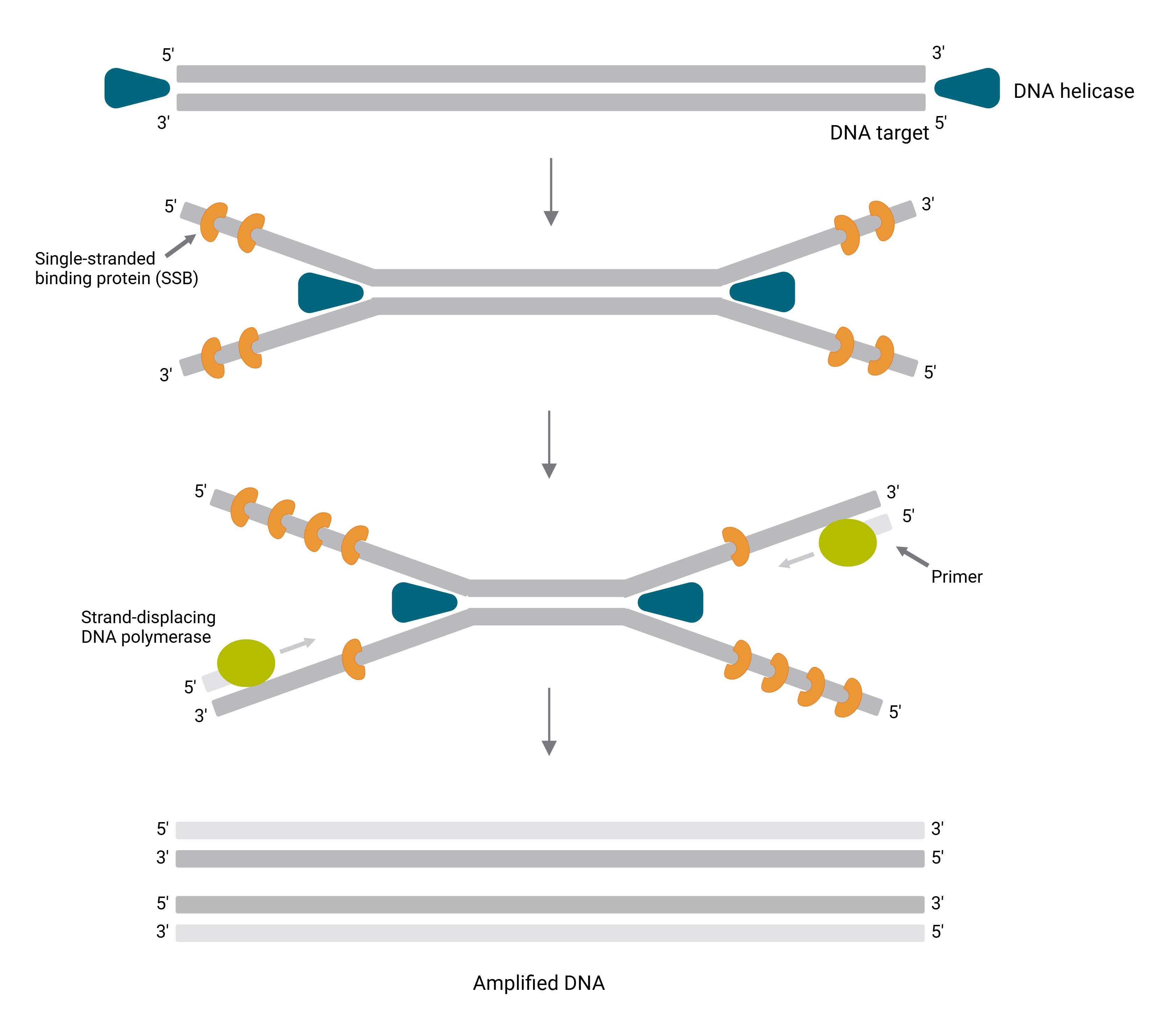 Helicase-dependent amplification Figure explaining Isothermal HDA reaction
