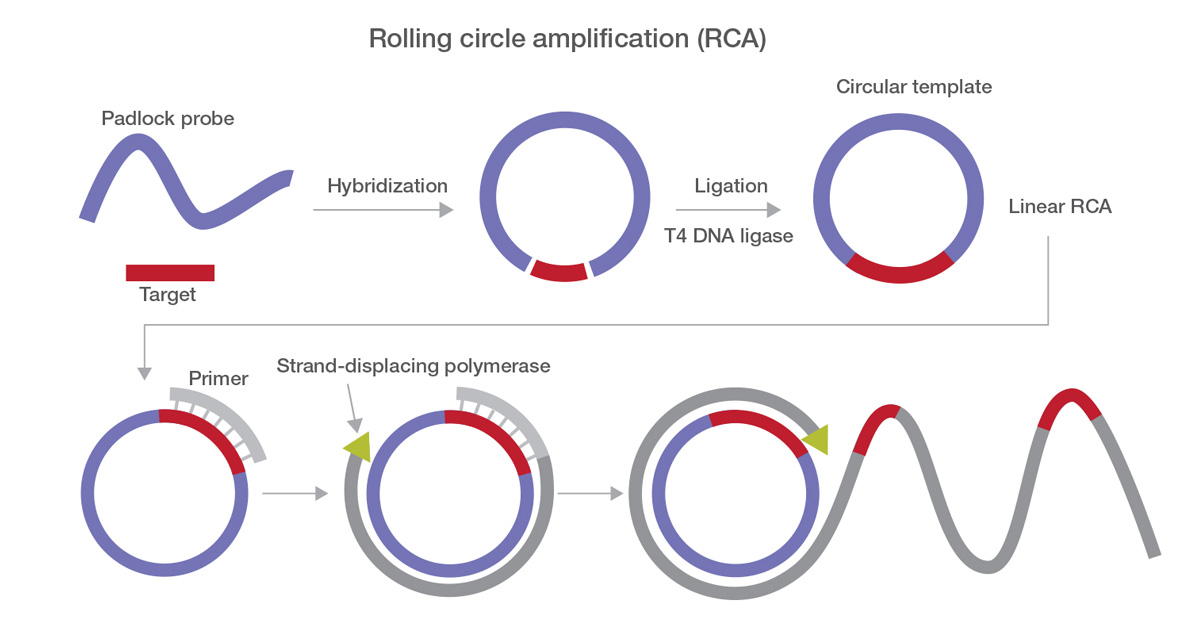 环介导等温扩增技术与全基因组扩增技术-赛默飞 | Thermo Fisher Scientific - CN