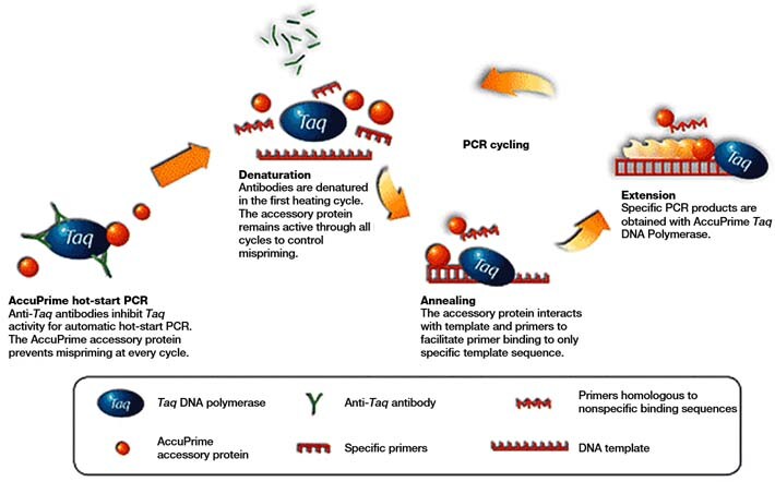 AccuPrime technology How AccuPrime technology works