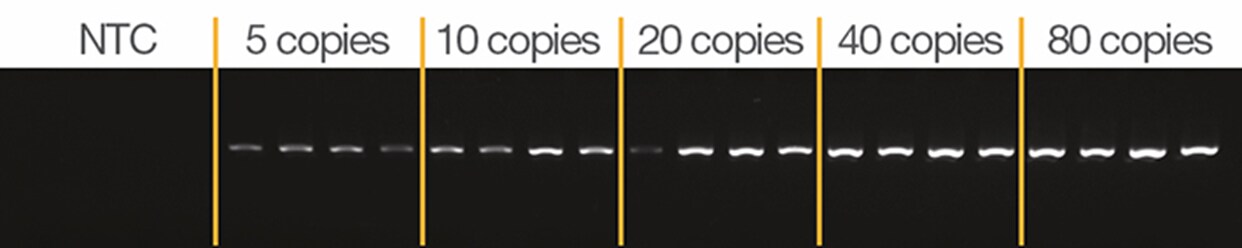 AmpliSeq Gold 360 DNA 聚合酶用于检测低拷贝靶标时的灵敏度 AmpliSeq Gold 360 DNA 聚合酶用于检测低拷贝靶标时的灵敏度