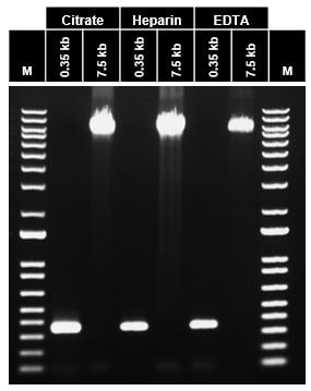 DNA from human blood preserved in citrate, heparin, or EDTA amplified with Platinum Direct PCR Universal Master Mix Gel image with six lanes of sample flanked by two lanes of ladders