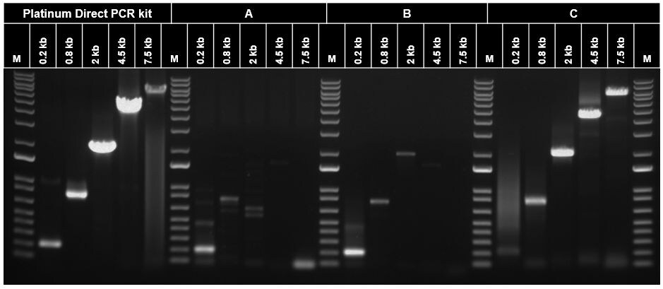 Comparison of direct PCR products from human saliva samples generated by various commercial master mixes Comparison of direct PCR products from human saliva samples generated by various commercial master mixes