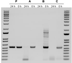 使用 Platinum SuperFi II DNA 聚合酶的反应体系在室温下稳定。 PCR 凝胶显示在体系配置室温 24 小时后从 50ng 人基因组 DNA 扩增的 0.5kb 片段