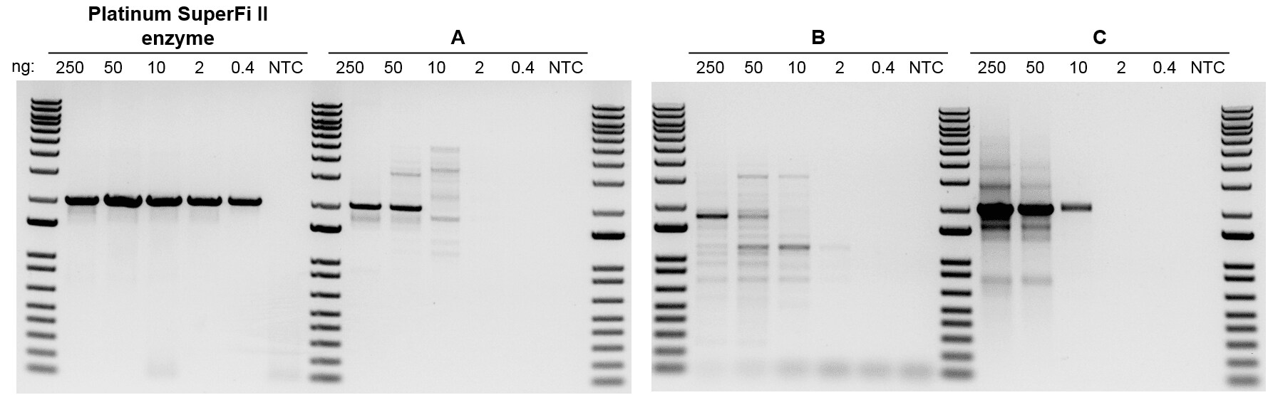 从少量起始 DNA 中实现高灵敏度和可靠的扩增。 用 Platinum SuperFi II DNA聚合酶从0.4-250ng 人基因组 DNA 中扩增 2kb 片段的 PCR 凝胶。