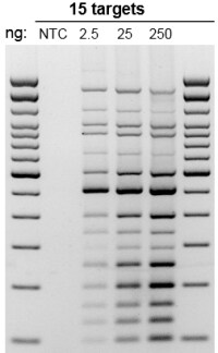 使用 Platinum SuperFi II DNA 聚合酶对不同浓度模板进行多重 PCR扩增。 在同一反应中 从 2.5 ng、25 ng 和 250 ng 人类基因组 DNA 中扩增了 199 bp 至 1.6 kbp 的 15 个片段的 PCR 凝胶