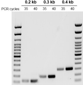 对FFPE 样本 DNA 的扩增。 从 FFPE 块中提取的 10 g 小鼠 DNA 中扩增出 0.2 kb、0.3 kb 和 0.4 kb 片段的 PCR 凝胶