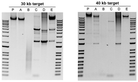 扩增 > 20 kb片段 从 50 ng 大肠杆菌基因组 DNA 中扩增出长片段(30 kb 和 40 kb)的 PCR 凝胶