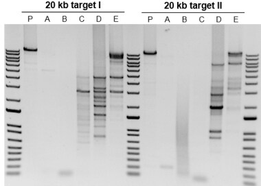 长片段扩增 从 200 ng 人类基因组 DNA 中扩增出两个 20 kb 靶标的 PCR 凝胶