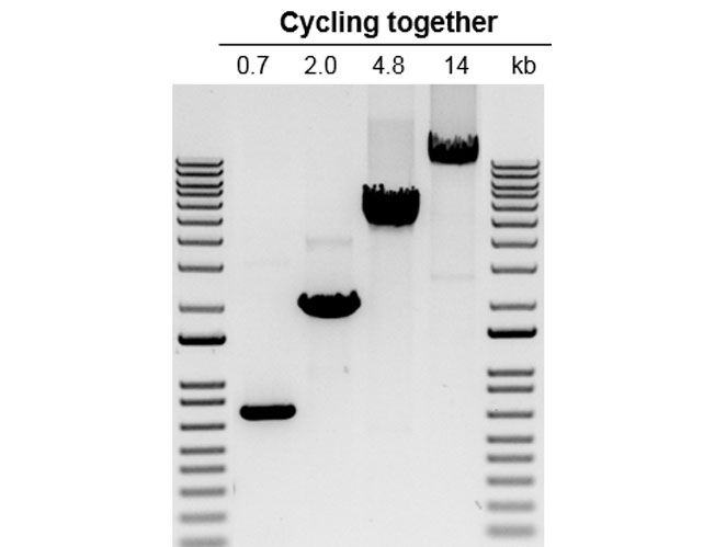 Platinum SuperFi II DNA 聚合酶可以实现不同长度扩增子的同时扩增。 使用相同的方案用 Platinum SuperFi II DNA 聚合酶扩增不同大小的 PCR 片段的凝胶分析