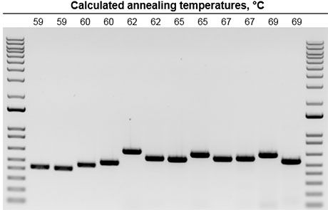 Platinum SuperFi II DNA聚合酶使用60℃通用退火温度 Platinum SuperFi II DNA 聚合酶在 60°C 的通用退火温度下可获得具有高特异性和高产率的 PCR 产物。