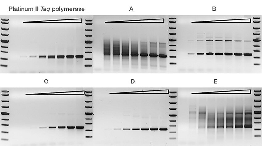 Comparison of sensitivity of various polymerasesensitivity and reliable amplification from low amounts of input DNA Gel images of DNA amplified from low inputs; Platinum II Taq Hot-Start DNA Polymerase shows superior performance compared to competitor products