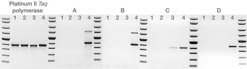 Comparison of fragment amplification with Platinum II Taq Hot-Start DNA Polymerase and competitor DNA polymerases Gel depicting robust amplification by Platinum II Taq Hot-Start DNA Polymerase in the presence of inhibitors
