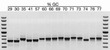 Amplification of a wide range of targets by Platinum II Taq Hot-Start DNA Polymerase Gel image of GC-rich targets