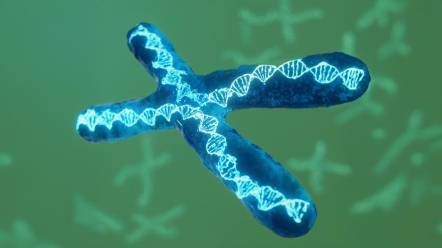 Duplexing TaqMan SNP genotyping assays Artistic rendition of DNA inside a chromosome