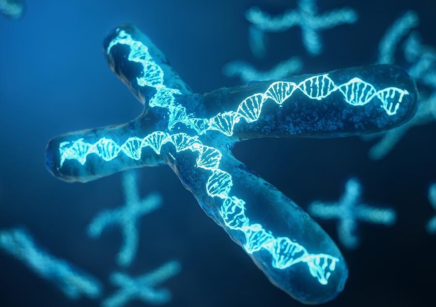 What is genotyping Artful depiction of DNA inside of a chromosome