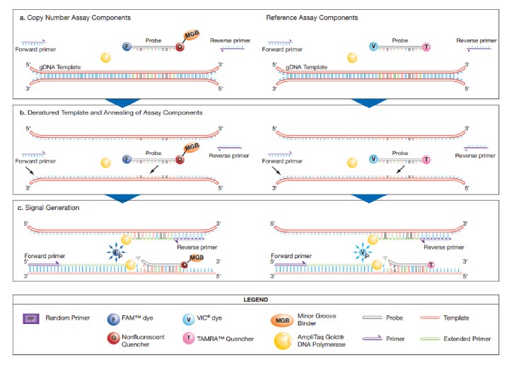 copy-number-variation-how-taqman-assays-work-720 copy-number-variation-how-taqman-assays-work-720