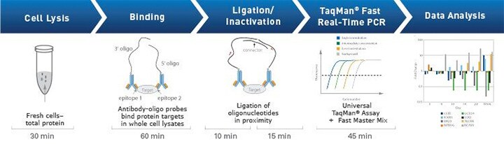 TaqMan-protein-assay-workflow-720 TaqMan-protein-assay-workflow-720