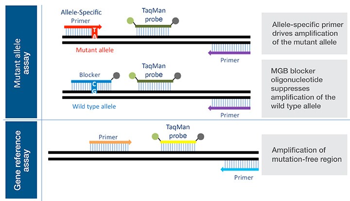 TaqMan-SNP-Genotyping-Assay-process-720 TaqMan-SNP-Genotyping-Assay-process-720