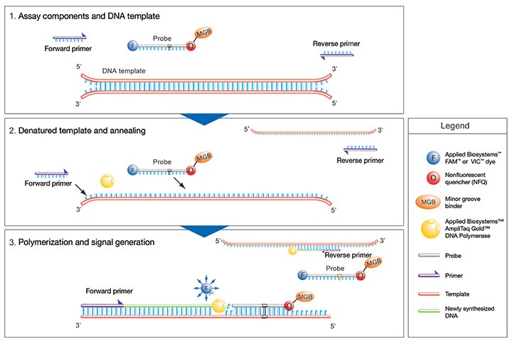 TaqMan-Gene-Expression-Assay-720 TaqMan-Gene-Expression-Assay-720