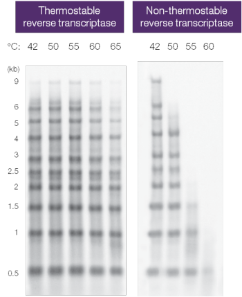 热稳定性及其对反转录酶活性的影响 热稳定性及其对反转录酶活性的影响