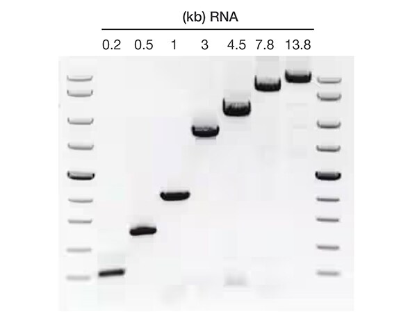 Detection across a broad range of target lengths Gel showing a 0.2kb – 13.8kb fragments of human RNA and successful detection with the SuperScript IV One-Step RT-PCR System