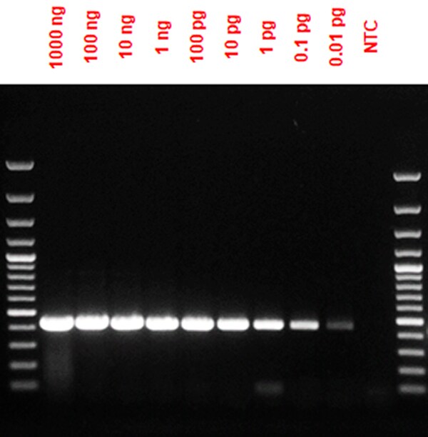 Detection from low amounts of input RNA Gel showing a 0.01pg – 1000ng of HeLa total RNA inputs and successful detection with SuperScript IV UniPrime One-step RT-PCR System