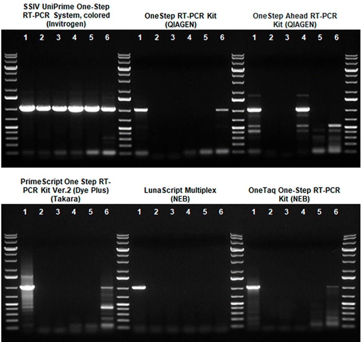 Reverse transcriptase resistance to inhibitors Gel electrophoresis showing exceptional resistance to inhibitors displayed by the engineered reverse transcriptase SuperScript IV UniPrime in comparison to products produced by other companies