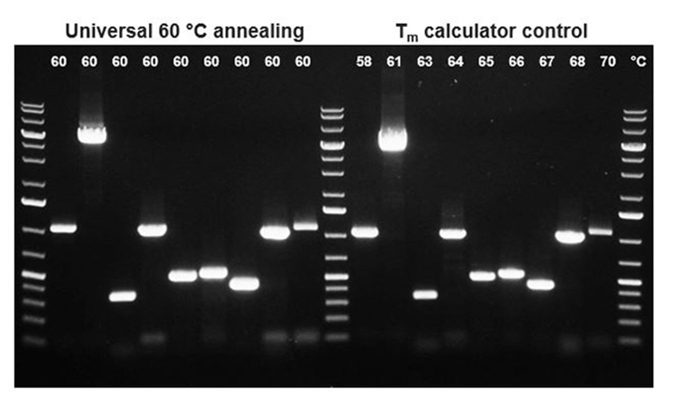 一步法 RT-PCR 系统-赛默飞 | Thermo Fisher Scientific - CN