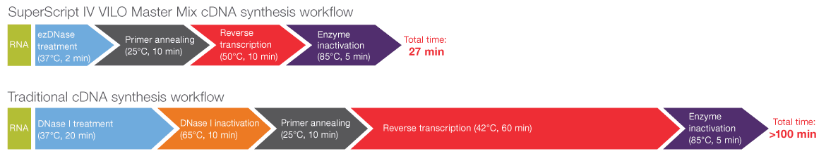 Comparison of two types of cDNA synthesis workflows Comparison of SuperScript IV VILO Master Mix cDNA synthesis workflow including ezDNase treatment and traditional cDNA synthesis workflow with DNase I, showing less steps and faster completion time with the former