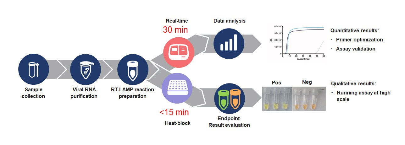 RT-LAMP workflow for Assay Research and Development of viral pathogens RT-LAMP workflow for Assay Research and Development of viral pathogens