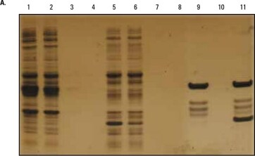 a-GST-Tag-Pull-Down a-GST-Tag-Pull-Down