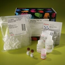 23625-Mammal-c-myc-tag-co-ip-250 23625-Mammal-c-myc-tag-co-ip-250