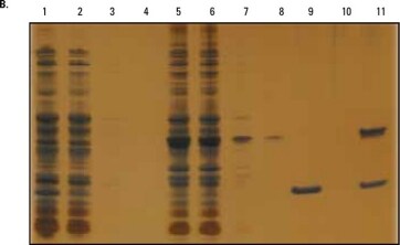 b-PolyHis-Tag-Pull-Down b-PolyHis-Tag-Pull-Down