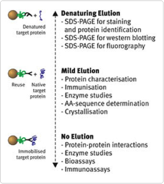 蛋白质洗脱特点 蛋白质洗脱特点