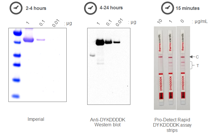 Pro-Detect快检试纸 | Thermo Fisher Scientific - CN
