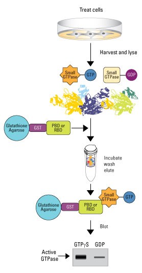 Active-GTPase-Pull-Down-278px Active-GTPase-Pull-Down-278px