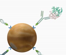 phage-display phage-display
