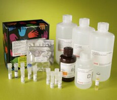 20158-LightShift-RNA-EMSA-250 20158-LightShift-RNA-EMSA-250