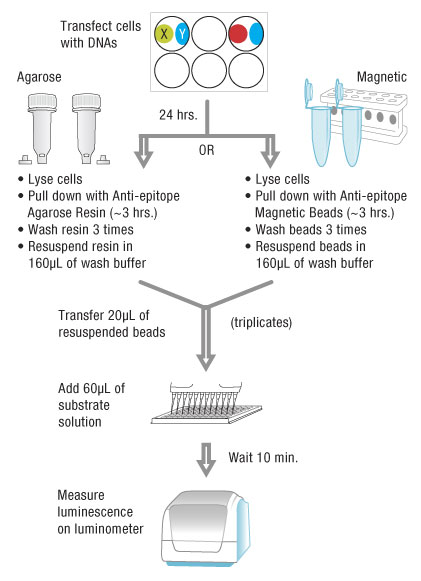 qIP-002-Generic-Protocol qIP-002-Generic-Protocol