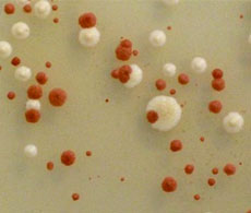 yeast-showcase yeast-showcase