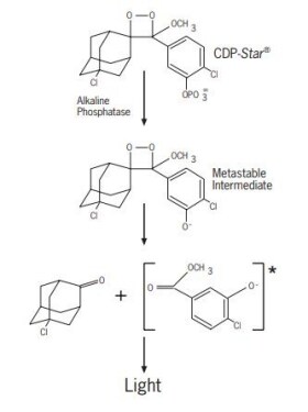 CDP-Star 底物的发光机制 CDP-Star 底物的发光机制