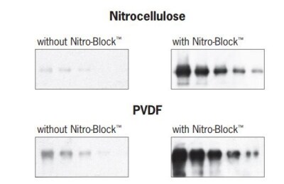 在硝酸纤维素膜和 PVDF 膜上,通过 Nitro-Block 增强剂的短曝光时间增强化学发光信号 在硝酸纤维素膜和 PVDF 膜上,通过 Nitro-Block 增强剂的短曝光时间增强化学发光信号