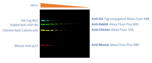 Four-channel imaging of a multiplexed fluorescent western blot Four-channel imaging of a multiplexed fluorescent western blot