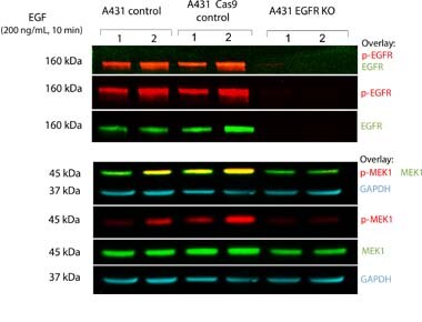 Alexa Fluor Plus Secondary Antibodies Alexa Fluor Plus Secondary Antibodies