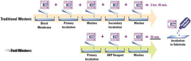 Comparable results obtained with classic Western blotting protocol Comparable results obtained with classic Western blotting protocol