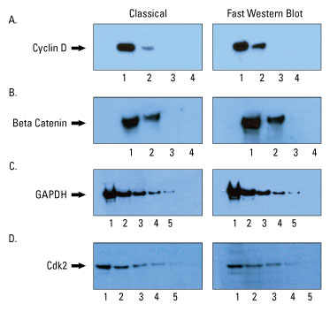 Comparable results obtained with classic Western blotting protocol Comparable results obtained with classic Western blotting protocol