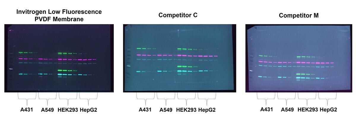 Low fluorescence PVDF achieves high signal-to-noise ratio Western blot results showing higher signal-to-noise ratio with Invitrogen low fluorescence PVDF compared to competitors