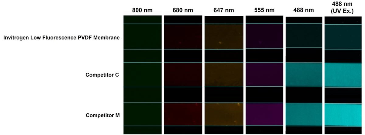 Low fluorescence PVDF exhibits lower autofluorescence Images showing lower autofluorescence with Invitrogen low fluorescence PVDF membranes vs competitors