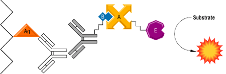 Schematic representation of the LSAB staining method. Schematic representation of the LSAB staining method.