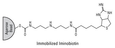 亚氨基生物素琼脂糖的化学结构 亚氨基生物素琼脂糖的化学结构